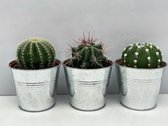 Cactus- Cactus bollen mix 3 soorten-8.5 cmØ- zinken pot- Ferocactus Stainesii- Notocactus Leninghausii- Echinopsis Multiplex
