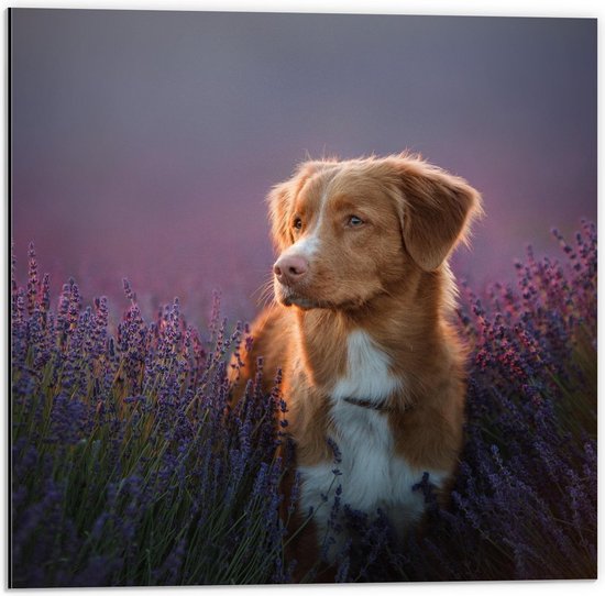 Dibond - Bruine Toller Hond in Lavendel Bloemenveld - 50x50cm Foto op Aluminium (Wanddecoratie van metaal)