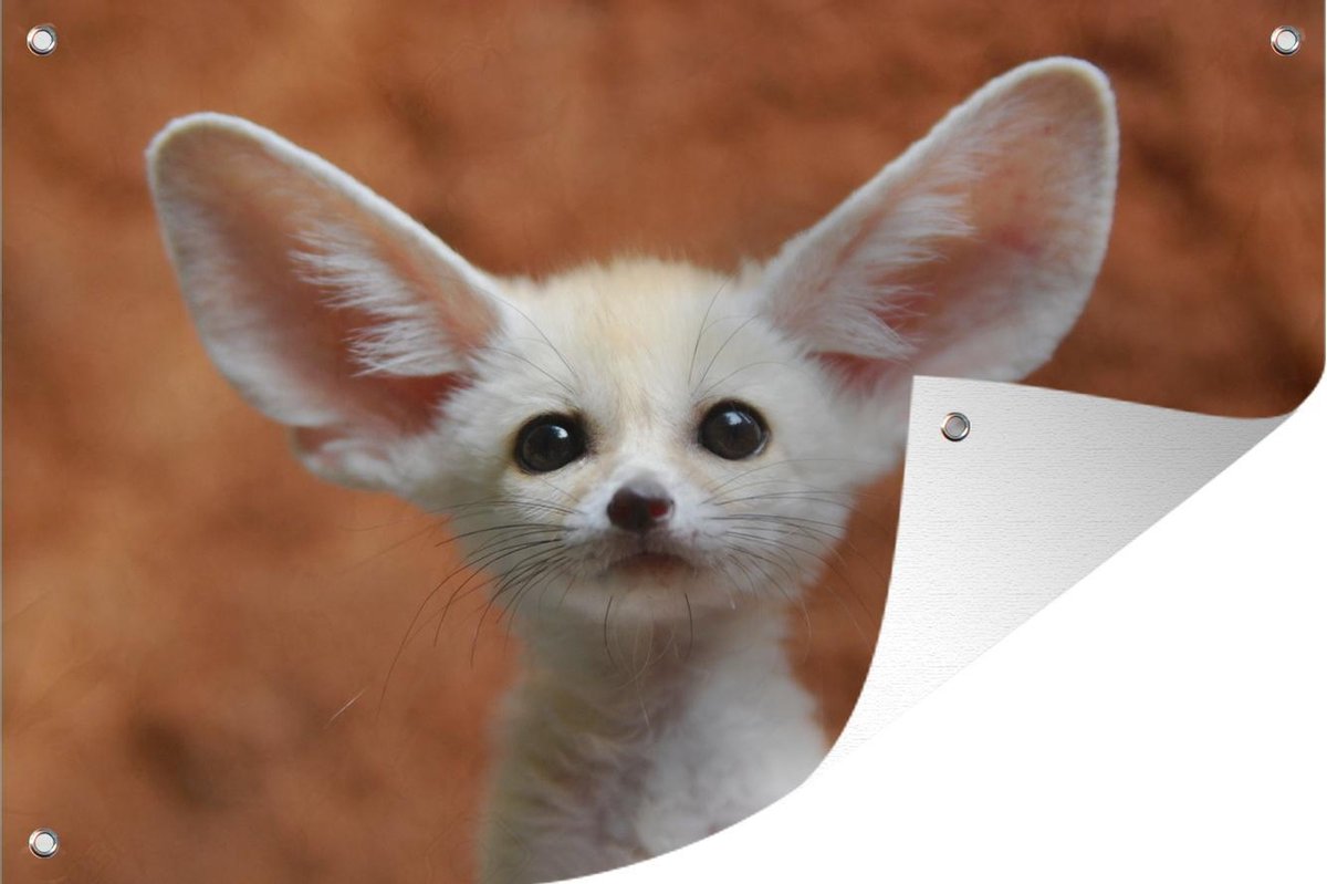 bol.com | Tuinposter Baby Dieren (2) - Een baby woestijnvos met grote