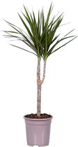 Kamerplant van Botanicly – Drakenboom – Hoogte: 80 cm – Dracaena Marginata