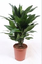 Kamerplant van Botanicly – Drakenboom – Hoogte: 70 cm – Dracaena Janet Lind