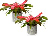Bromelia Neoregelia | 2 stuks | Rosita | 12cm