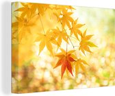Canvas Schilderij Japanse esdoorn bladeren tijdens de herfst - 30x20 cm - Wanddecoratie