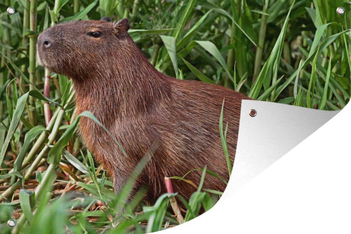 Tuinposter Capibara Een Capibara zittend op de rivieroever in het moerasgebied van... Tuinposter Capibara Een Capibara zittend op de rivieroever in het moerasgebied van...