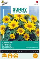 Buzzy® Sunny Flowers, Zonnebloem Pacino Gold