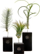 trio houtblokjes met Tillandsia airplantjes