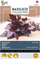 Buzzy® Basilicum Dark Opal