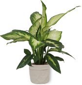 Kamerplant Dieffenbachia - ± 30cm hoog – 12 cm diameter - in grijze sierzak