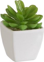 J-Line plant Succulent + Pot - kunststof - groen/melamine - wit