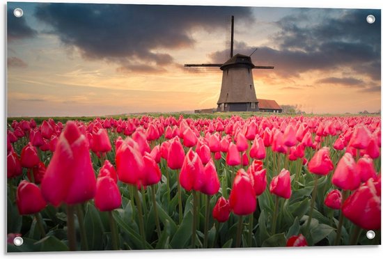 Tuinposter – Felroze Tulpenveld voor Nederlandse Molen - 90x60cm Foto op Tuinposter  (wanddecoratie voor buiten en binnen)