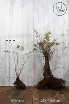 25 stuks | Spierstruik 'Grefsheim' Blote wortel 40-60 cm - Bladverliezend - Bloeiende plant - Geschikt als lage haag - Groeit breed uit - Informele haag