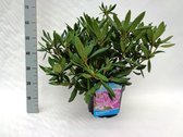 10 stuks | Rhododendron Roseum Elegans Pot 40-50 cm Extra kwaliteit | Standplaats: Half-schaduw | Latijnse naam: Rhododendron Roseum Elegans