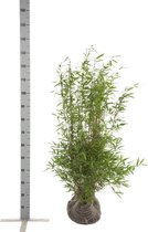 10 stuks | Fargesia nitida Kluit 80-100 cm - Groeit breed uit - Groeit opgaand - Snelle groeier