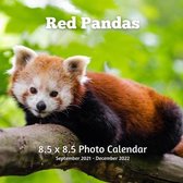Red Panda 8.5 X 8.5 Calendar September 2021 -December 2022