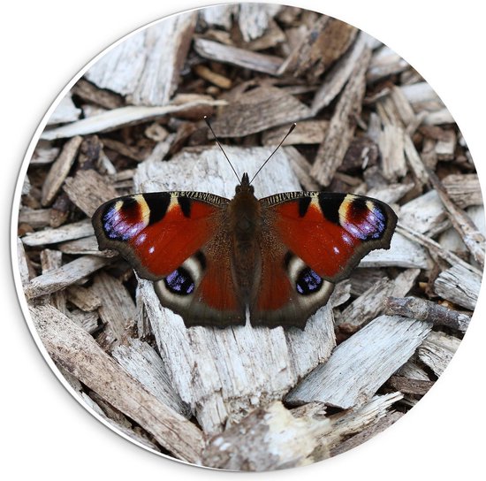 Forex Wandcirkel - Rode Vlinder op Houtsnippers - 20x20cm Foto op Wandcirkel (met ophangsysteem)