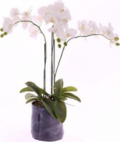 Phalaenopsisplant x 3, 23 bloemen (real touch), 8 knoppen, 17 bladeren, wortels en kluit, zonder pot, 76cm