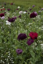 Veldbloemen zaad 'Droogbloem 5 m²'