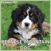 Bernese Mountain Dog Calendar 2021