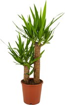 ZynesFlora - Yucca - Ø 19 cm - Hoogte: 80-90 cm - Palm - Palmlelie - Kamerplant