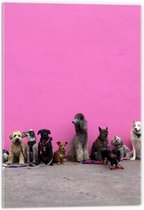 Acrylglas - Soorten Honden op Roze Achtergrond - 40x60cm Foto op Acrylglas (Met Ophangsysteem)