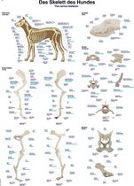 Anatomie poster skelet hond (papier, 50x70 cm)