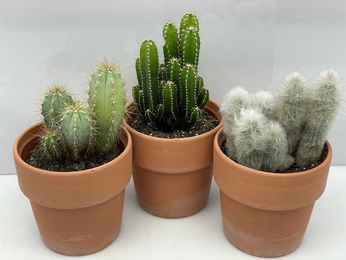 Cactus- Cactus palen mix 3 soorten-Terracotta pot-12cmØ Pilocereus ...
