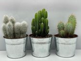 Cactus- Cactus palen mix 3 soorten-12cmØ - zinken pot- Pilocereus Azereus- Cephalocereus senilis- Cereus Peruvianus