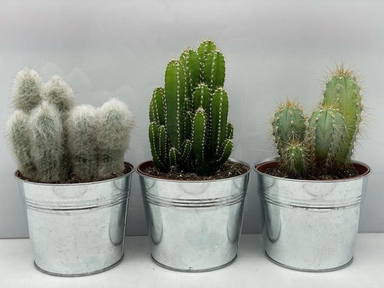 Cactus Cactus Palen Mix 3 Soorten 12cm Zinken Pot Pilocereus Azereus Bol