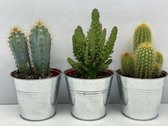 Cactus- Cactus palen mix 3 soorten-8.5 cmØ- zinken pot- Opuntia Tuna- Pilocereus Azereus- Pilosocereus Chrysostele