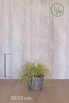 10 stuk(s) | Japanse zegge 'Evergold' pot 20-25 cm - Bloeiende plant - Makkelijk te snoeien - Weinig onderhoud