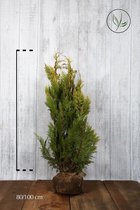 10 stuks | Gele Californische cipres Kluit 80-100 cm Extra kwaliteit | Standplaats: Halfschaduw/Volle zon | Latijnse naam: Chamaecyparis lawsoniana Ivonne stevige plantenbak | Kleu