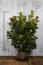 10 stuks | Laurier 'Rotundifolia' Kluit 125-150 cm Extra kwaliteit - Grootbladig - Snelle groeier - Snel zichtdicht - Wintergroen