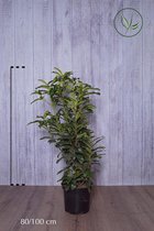 10 stuks | Laurier Genolia ® Pot 80-100 cm | Standplaats: Half-schaduw | Latijnse naam: Prunus laurocerasus Genolia ®