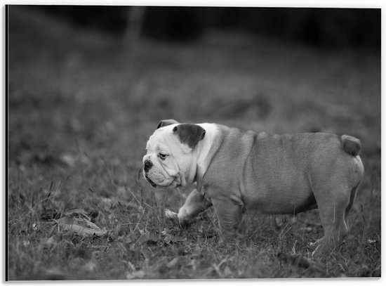 Dibond - Puppy in het Grasveld (zwart/wit) - 40x30cm Foto op Aluminium (Wanddecoratie van metaal)