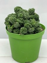 cactus- Euphorbia Horrida Cristata- 13cmØ- ±15cm hoog