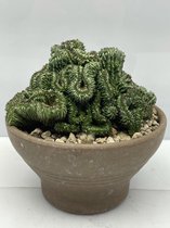Cactus- Euphorbia Green Elf Cristata- 18cmØ- ±18cm hoog