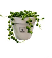 SIMPLYBLOOM.EU - Senecio Rowleyanus - 9 cm