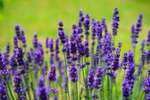 Lavendel - 6 stuks - paarse bloemen - Lavandula angustifolia 'Hidcote' -  P9 - trekt bijen en vlinders aan