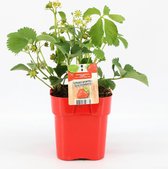 Aardbei Rode Pot - Fragaria ananassa 'Tenira' - set van 1 Aarbei in Rode Pot - hoogte 20 / 30 cm