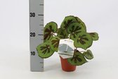 Kamerplant van Botanicly – Stippenbegonia – Hoogte: 30 cm – Begonia Masoniana Rock