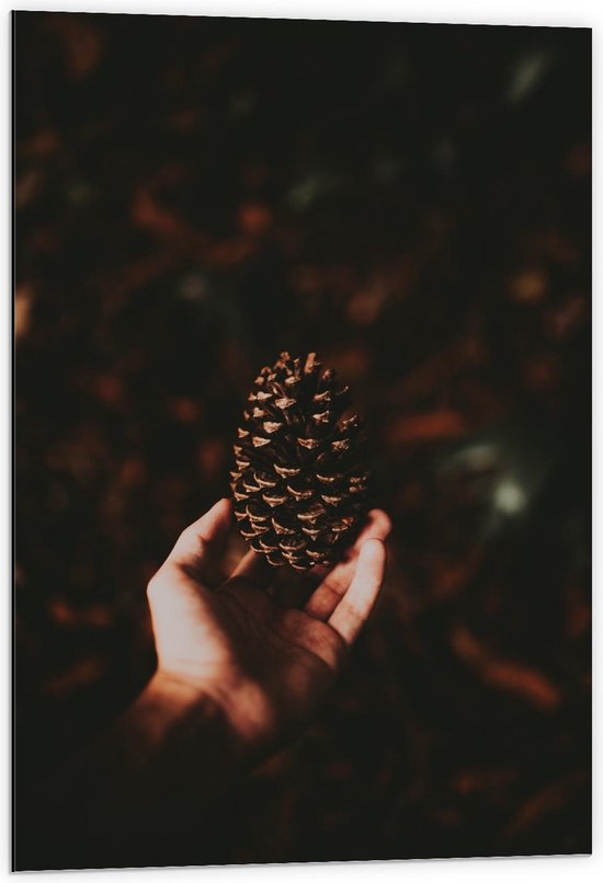 Dibond - Dennenappel in Hand in de Natuur - 60x90cm Foto op Aluminium (Met Ophangsysteem)