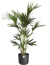 Plantjescoren.nl Kentia Palm in ® ELHO b.for soft sierpot Pot Ø 21 cm