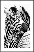 JUNIQE - Poster met kunststof lijst Zebras -13x18 /Wit & Zwart