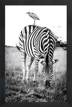 JUNIQE - Poster in houten lijst Zebra and Friend -30x45 /Wit & Zwart