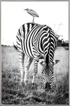 JUNIQE - Poster met kunststof lijst Zebra and Friend -30x45 /Wit &