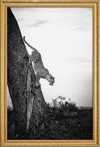 JUNIQE - Poster met houten lijst Pouncing Leopard -40x60 /Wit & Zwart