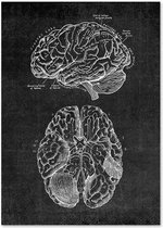 Anatomy Poster Brain - 13x18cm Canvas - Multi-color