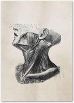 Anatomy Poster Chin - 60x80cm Canvas - Multi-color