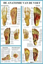 Het menselijk lichaam - anatomie poster voetskelet en voetspieren (Nederlands, gelamineerd, A2) + ophangsysteem