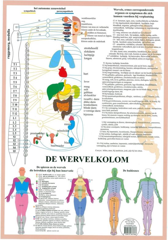 Het menselijk lichaam - anatomie poster vegetatief zenuwstelsel (Nederlands, gelamineerd, A2) + ophangsysteem